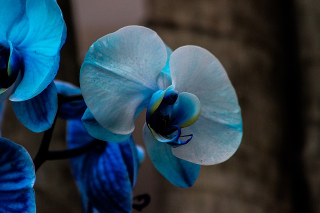 modrá orchidej